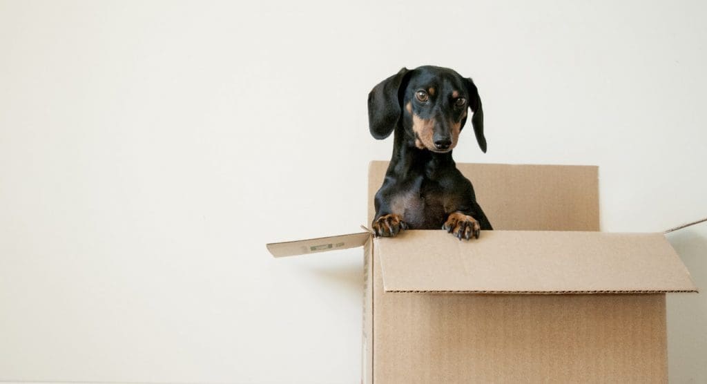 Tips For Moving With Pets 16 A dog stands up on its back legs in an open moving box.