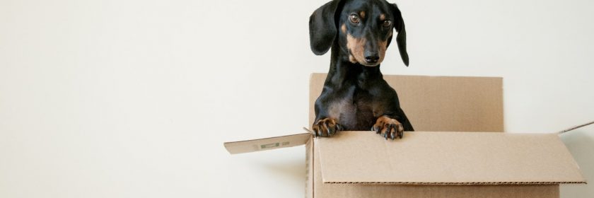 A dog stands up on its back legs in an open moving box.