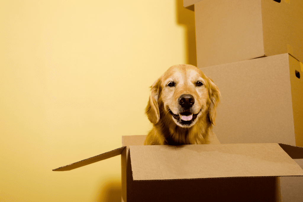 Moving Your Pets: Five Tips to Help Make it Easier 5 Moving Your Pets Five Tips to Help Make it Easier