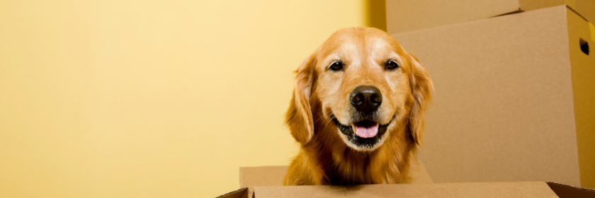 Moving Your Pets Five Tips to Help Make it Easier