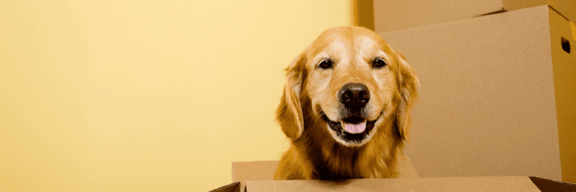 Moving Your Pets Five Tips to Help Make it Easier