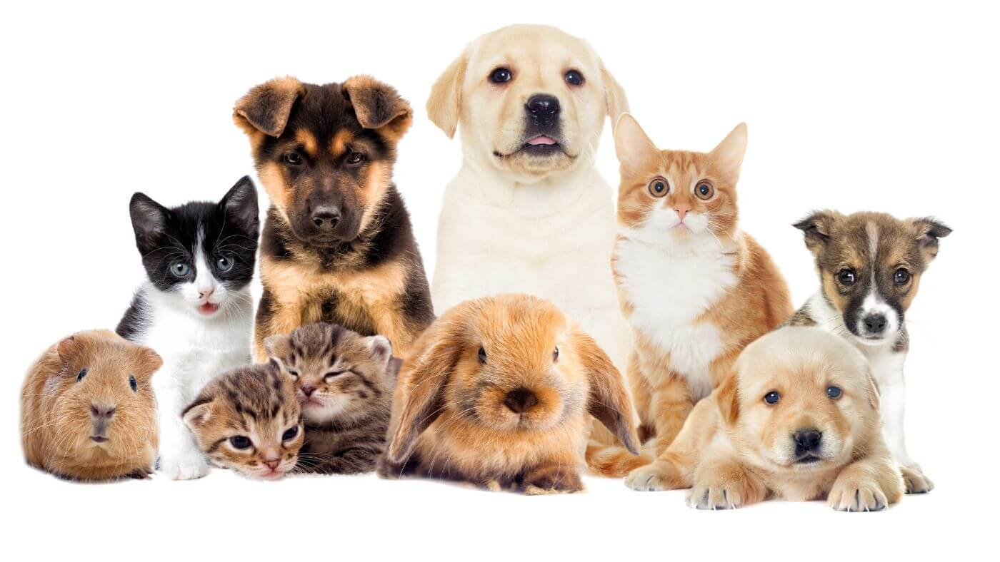 Most common types of domestic pets, ready for a move