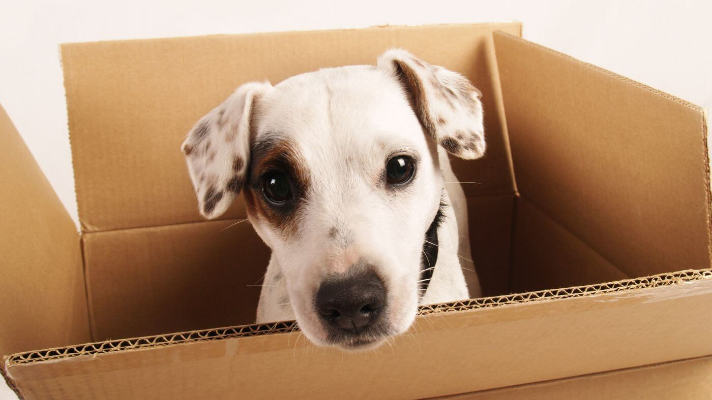 A happy dog sitting in a moving box, ready to start moving with pets into their new home