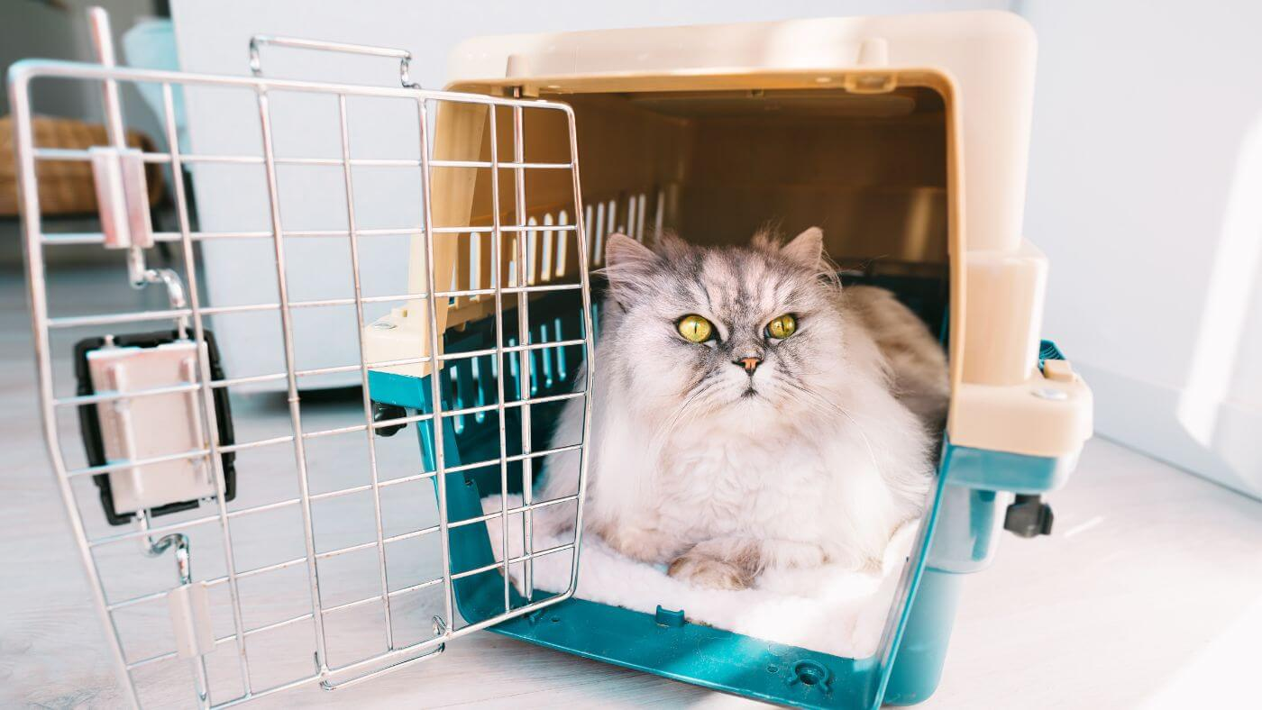 A cat carrier with a nervous cat inside, ready for a move