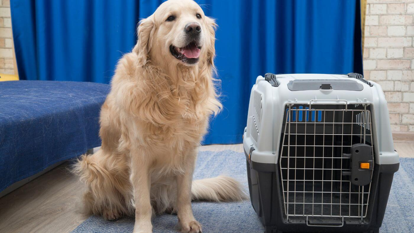 A dog near a cat pet carrier, ready for a long distance move