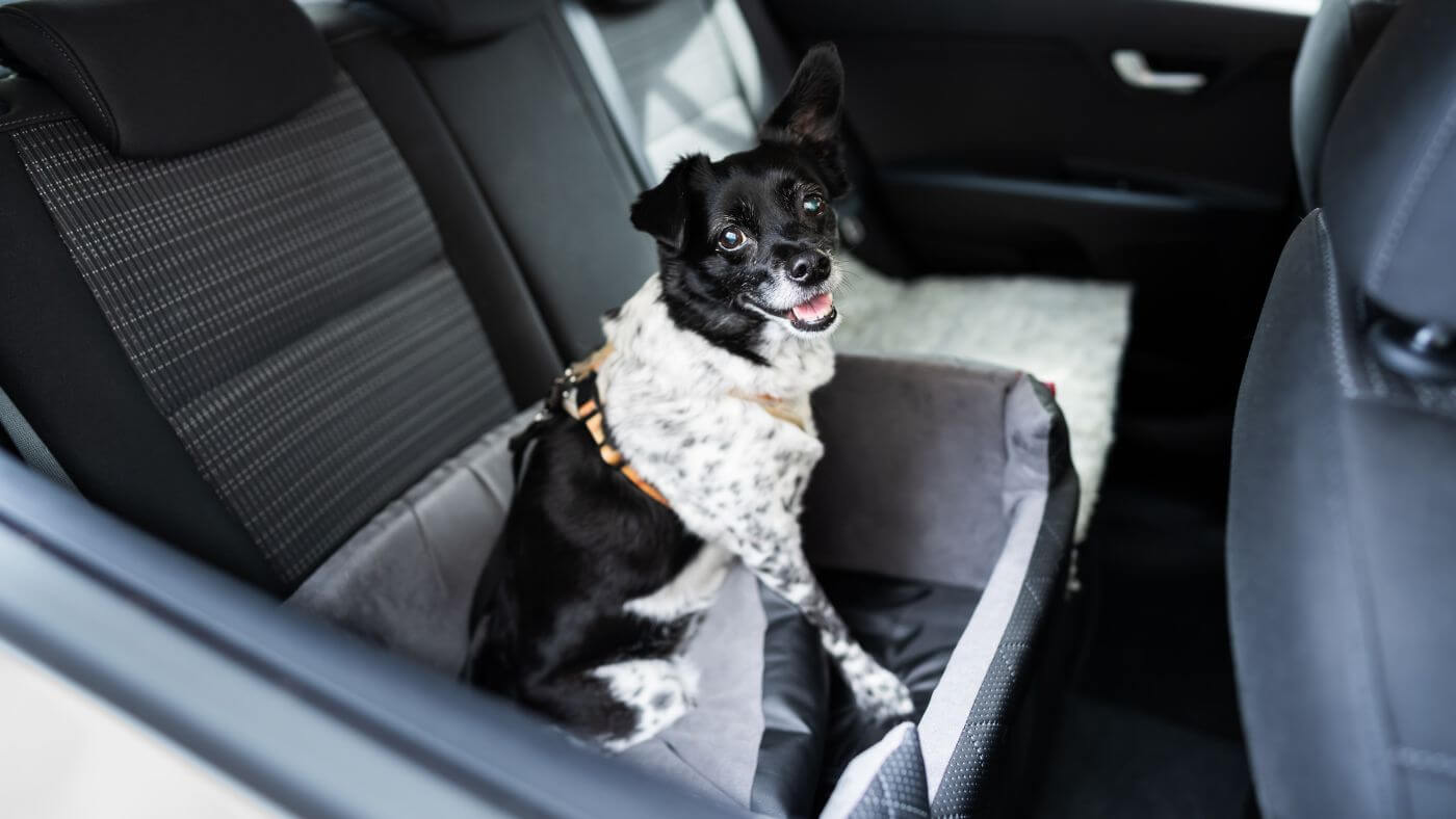 A dog in a car seat belt, ready for a car travel