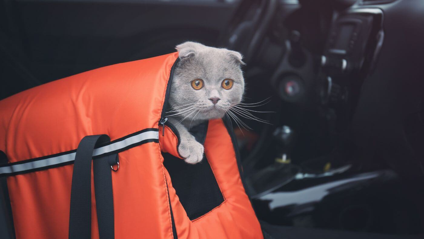A cat carrier with a cat inside, ready for a move
